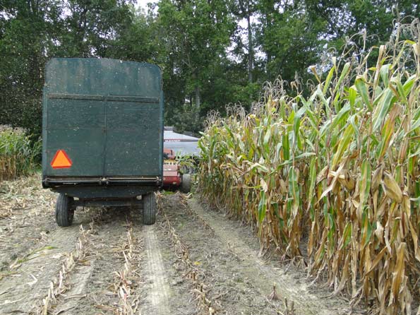 Field Corn