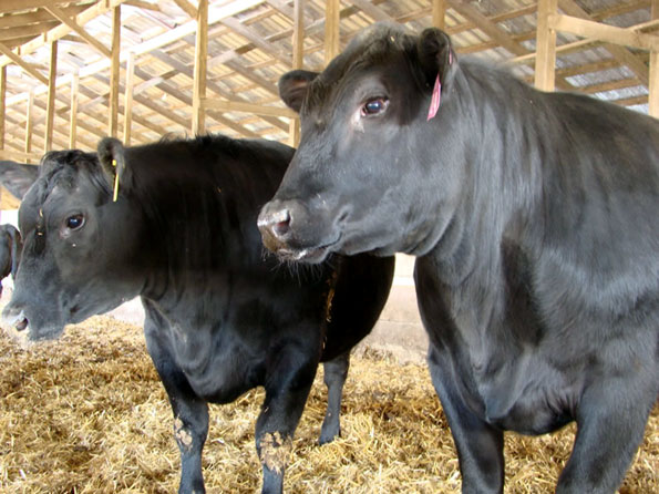 Black Angus Heifers