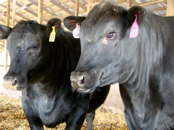 Black Angus Heifers