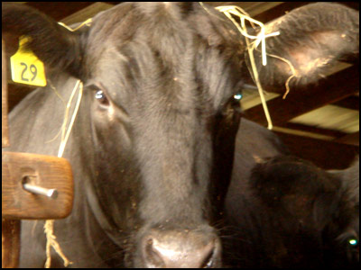 Black Angus Heifer