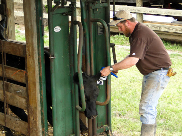 Tagging Spring Calves